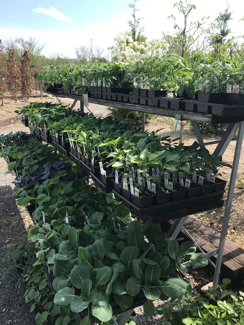 Herb Vegetable Starts Are Here Holscher Hackman Garden Center